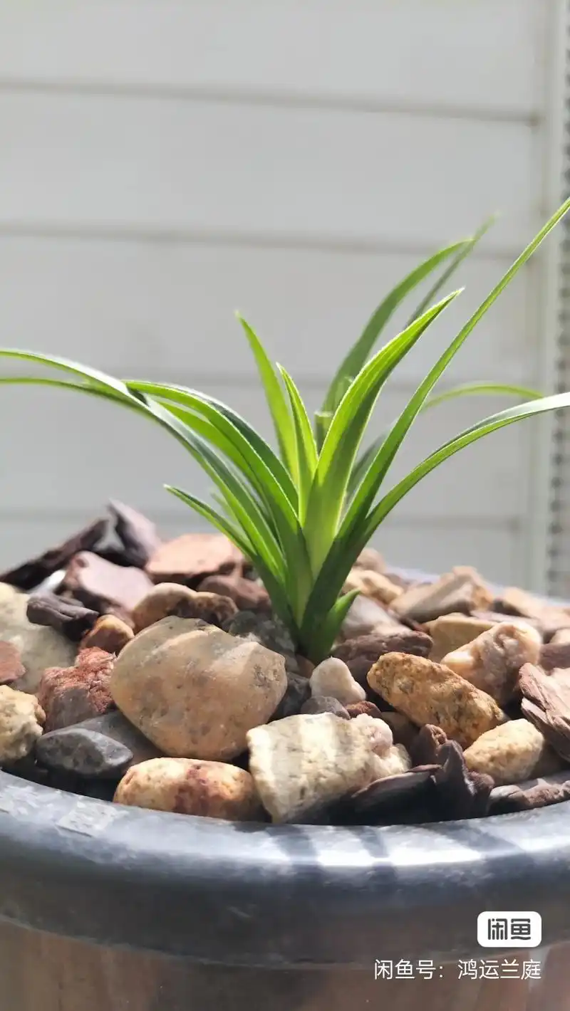 矮种水晶头送春#抖音一千万粉丝 #兰花 #兰科 #送春矮种  - 抖音