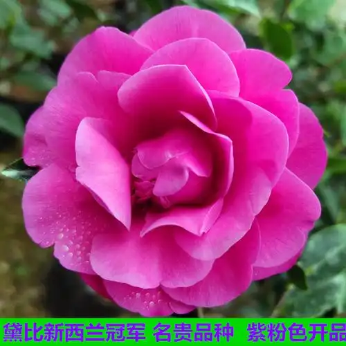 黛比新西兰冠军名贵茶花盆栽客厅庭院精品绿植时令草本花卉