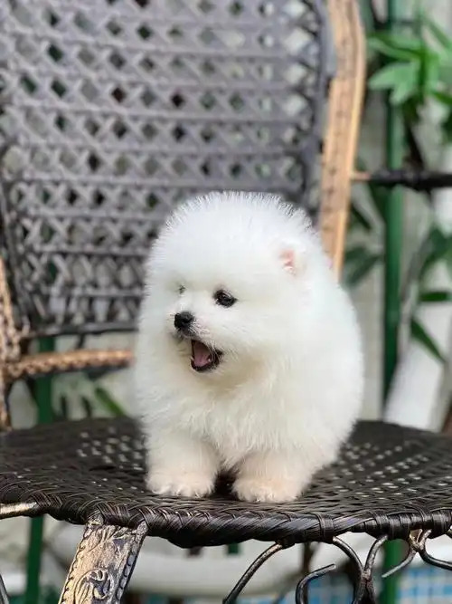 佛山犬舍今天推荐小型犬哈多利博美犬