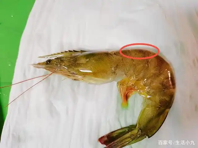 还需处理掉的便是虾胃了,用剪刀将头的尖刺部位剪开后,用牙签挑除虾胃