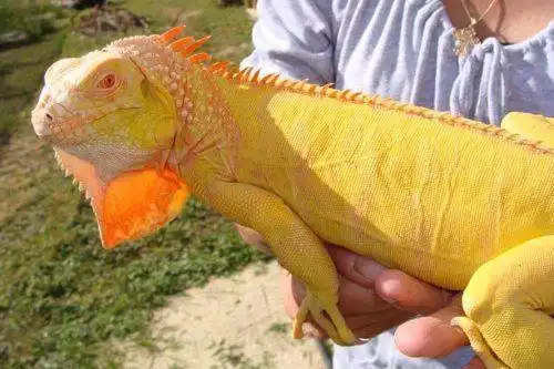 albino iguana 白化鬣蜥