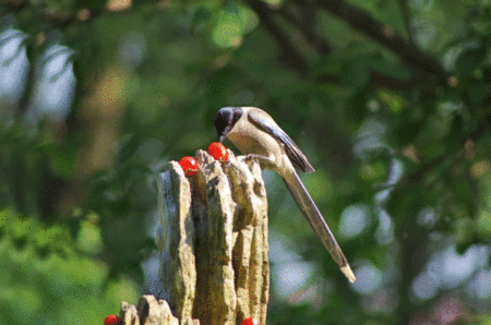 唯美动态鸟图,太漂亮了