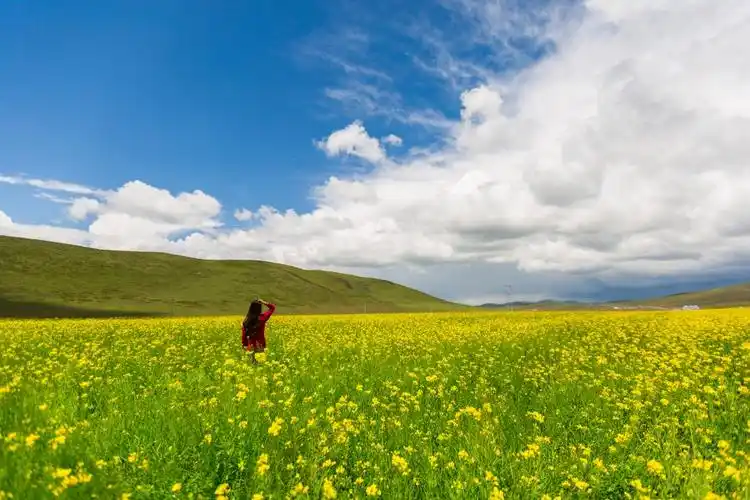 蓝天白云下的油菜花海4k风景图片