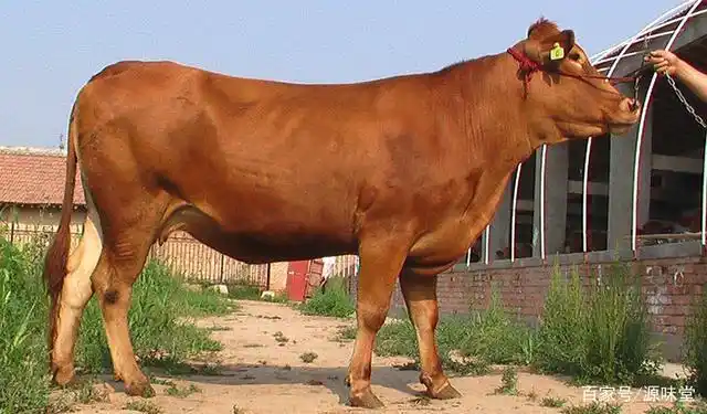 中,可以根据市场需求选择秦川牛,国外良种牛,如红安格斯牛冻配杂交