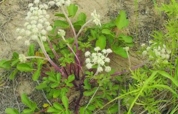 北沙参高产栽培技术