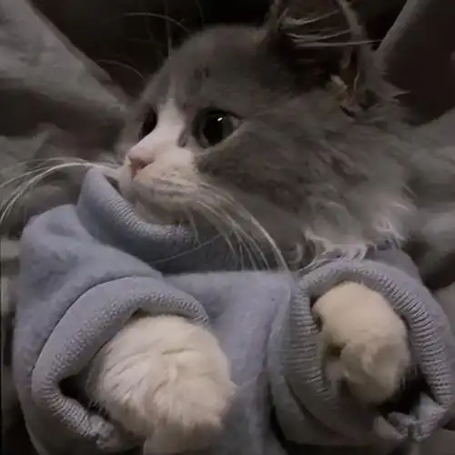 微信头像猫咪萌图片(可爱猫咪头像) - 赤虎壹号