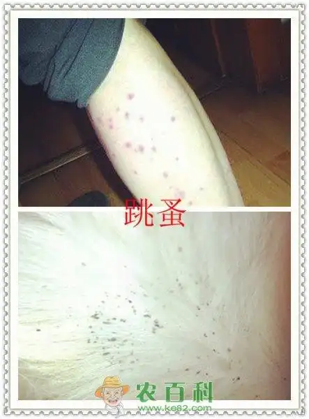 跳蚤即可能在动物的被毛下产卵,也会在布料,地毯上产卵.