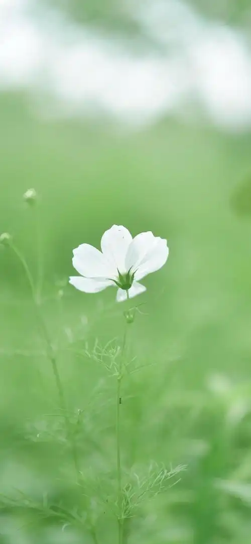 9891是盛夏繁盛的深绿91也是季节交替间独有的绿色99#治愈系