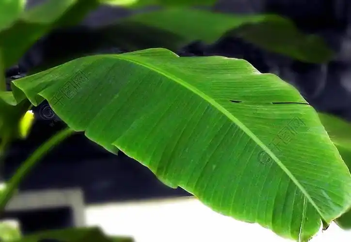 芭蕉叶子