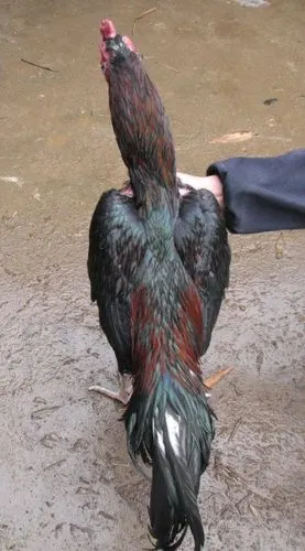 供应鲁西斗鸡 泰国斗鸡 鬼子鸡