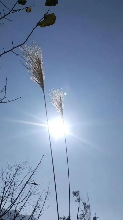 初冬,要多收集一些阳光,不是要温暖别人,而是,在寒风刺骨的时候,可以
