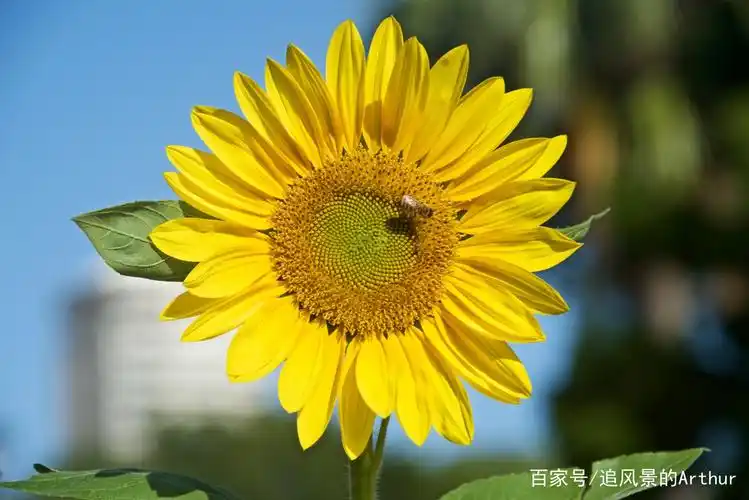 向日葵之所以灿烂,是因它时刻微笑着面对阳光