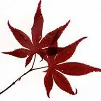 一片叶子头像图片大全_微信头像图片大全