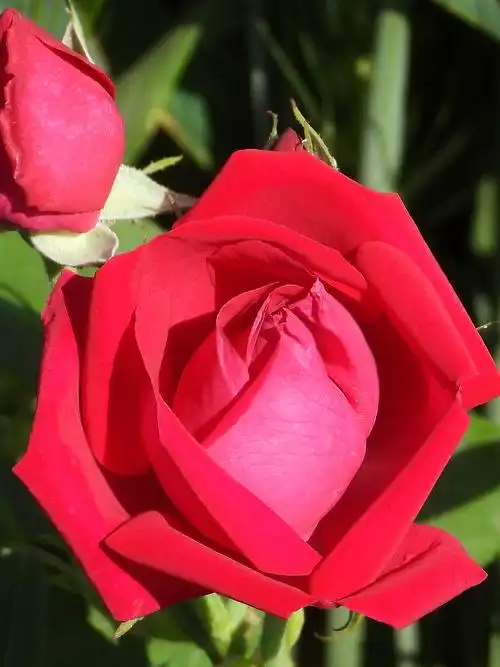 心中的玫瑰,一一醉香终南山散记,本司令摄制 2020年5月10日