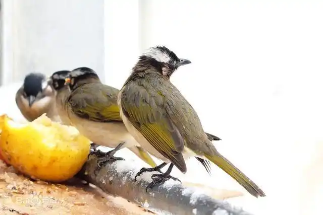 农村大爷果园鱼线挂老鹰试验百次,据说防鸟很管用,没风怎么办?