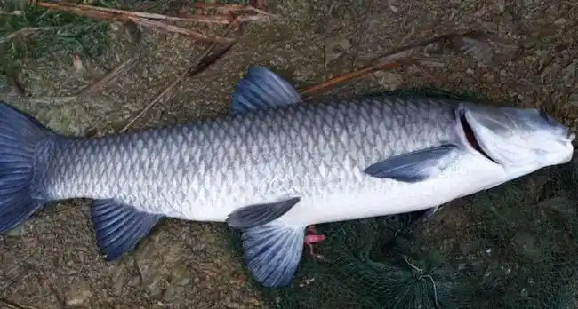 各地钓鱼高手详解作钓巨型青鱼技巧