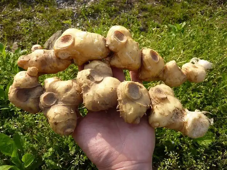 黄精有什么功效?