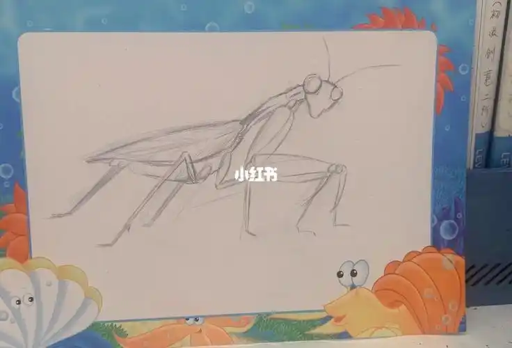 速写素描螳螂
