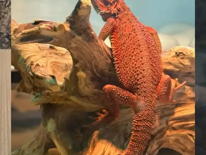 不同色系鬃狮蜥价格由高到低 深红-血红-柑橘-超白-橘红,橘黄,原色