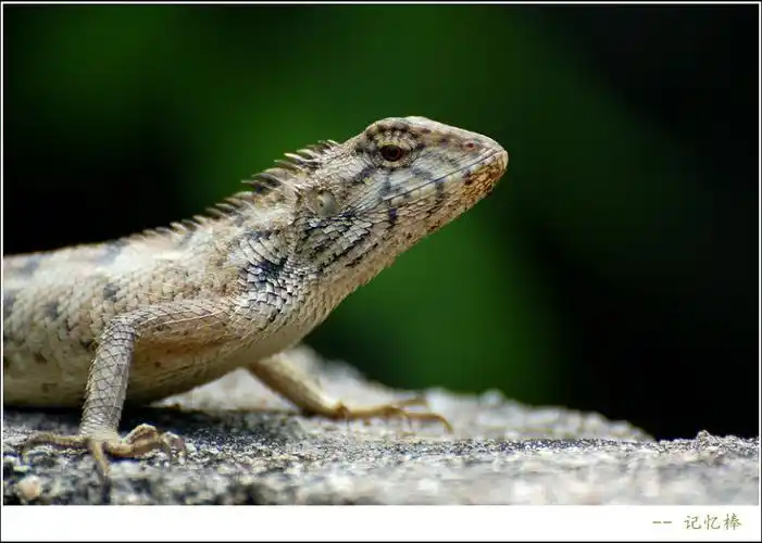 xlp300mm端打"野生五爪金龙"--广东蜥蜴