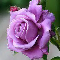 微信图像玫瑰花_微信头像图片大全