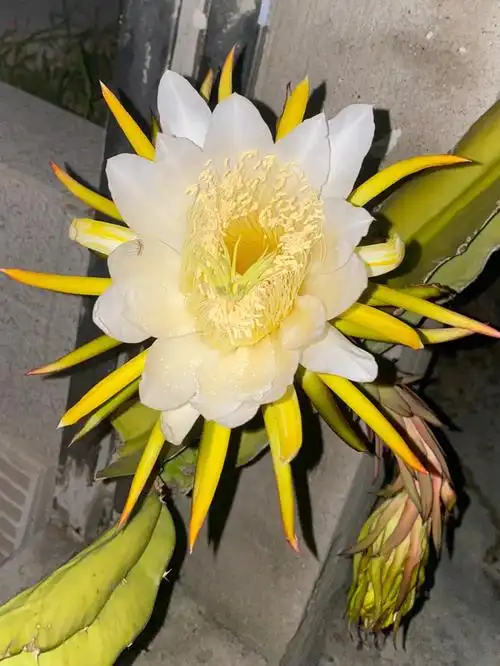 用生命在开花的火龙果