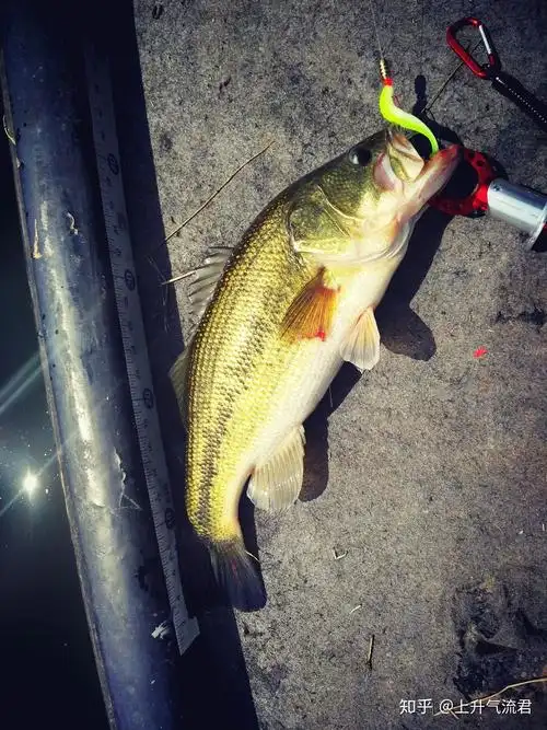 路亚鲈鱼技巧? - 知乎
