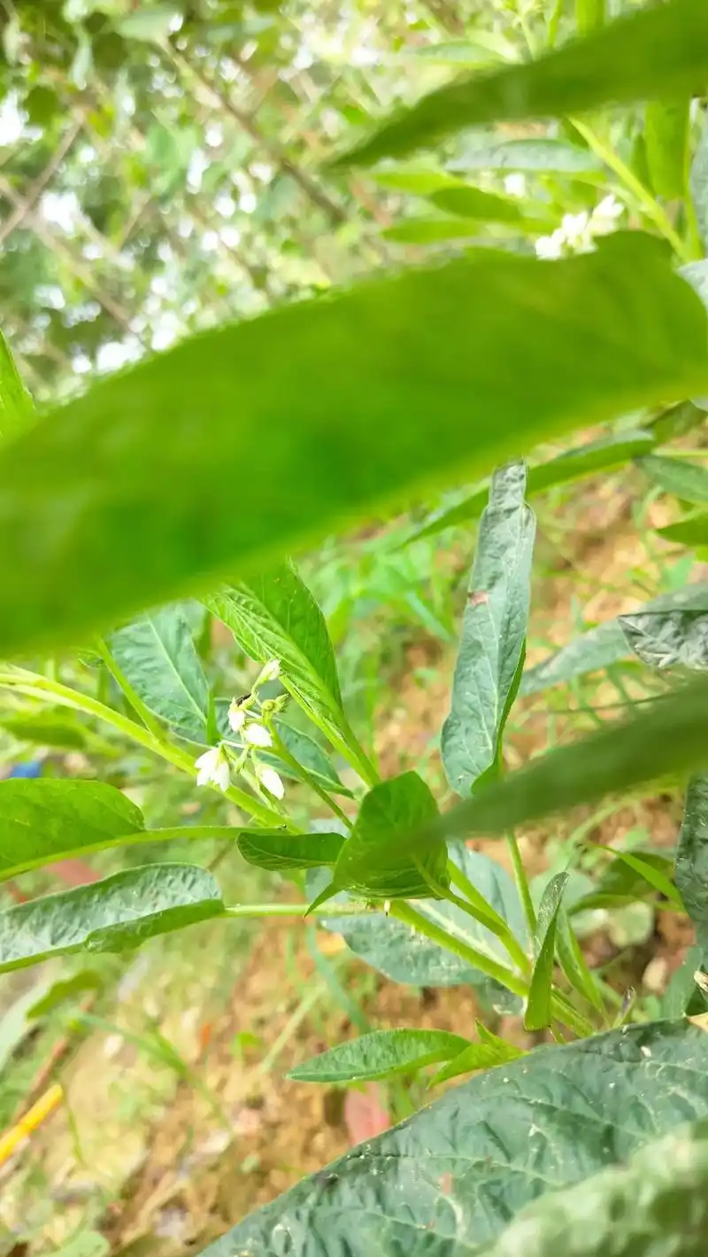 三月份在网上买的人参果苗,花开了一茬又一茬就是不接果,今天好 - 抖