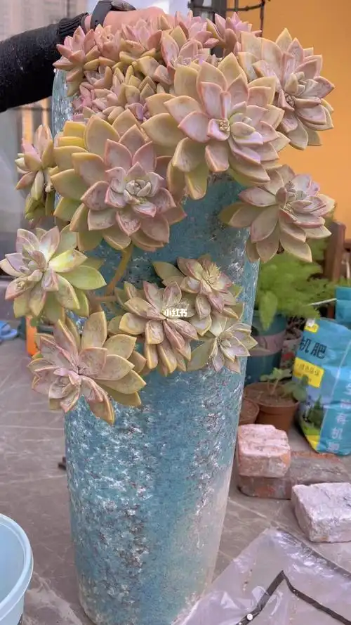 这个高盆配悬崖桩的紫雾好看否