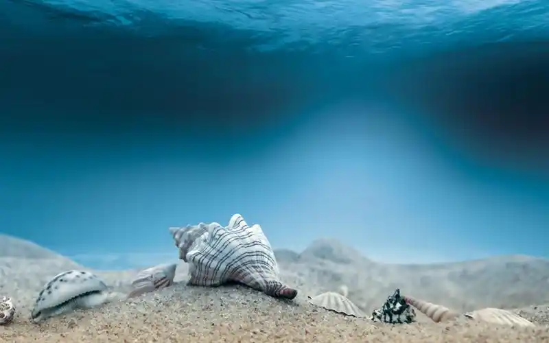 海底中的美丽贝壳唯美桌面壁纸下载高清大图预览1920x1200_风景壁纸