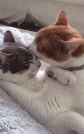 阿喵不知为何惹了女朋友生气,被各种挠,为了哄好它,于是.