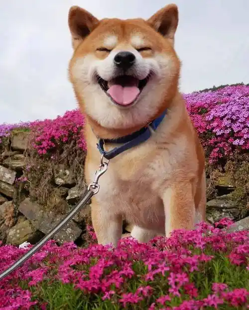 看完这只柴柴的笑脸,心情都变得灿烂了!_笑容_治愈_萌狗