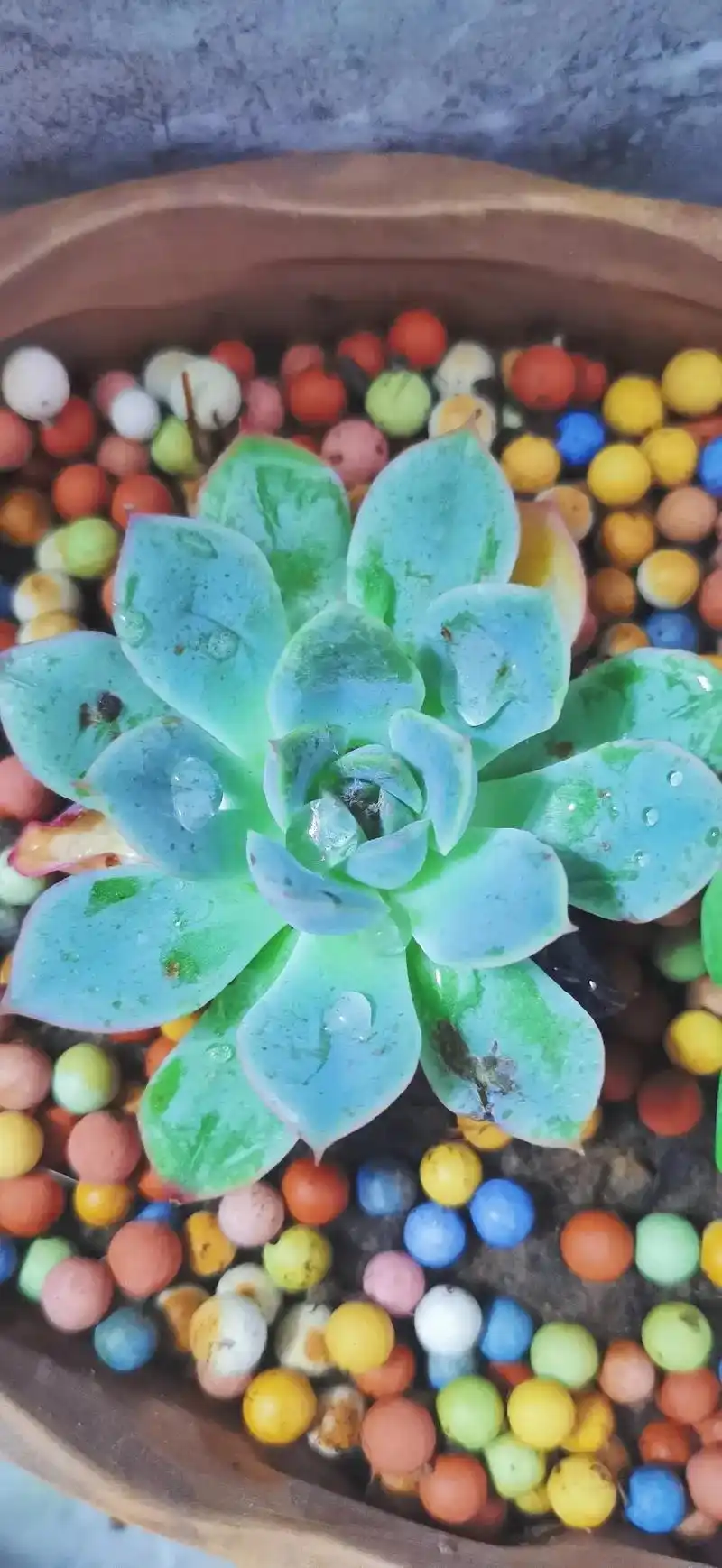 今天是小清新绿植—多肉照片分享.#拍摄 #滤镜 #多肉植物  - 抖音