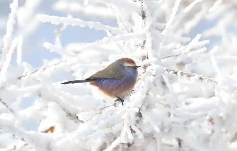 摄影艺术大师赵成福先生优秀作品鉴赏之二