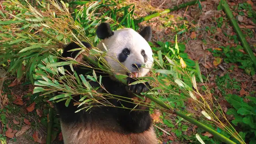 春节期间免费看贵阳的海归熊猫!