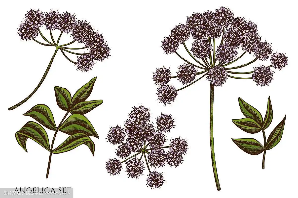 设置手绘彩色当归