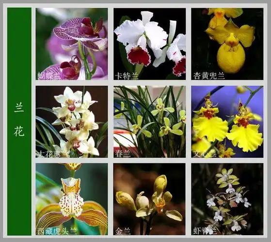 花的资料(各种花的介绍资料)