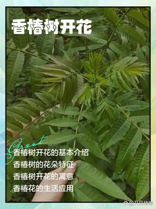 香椿树开花