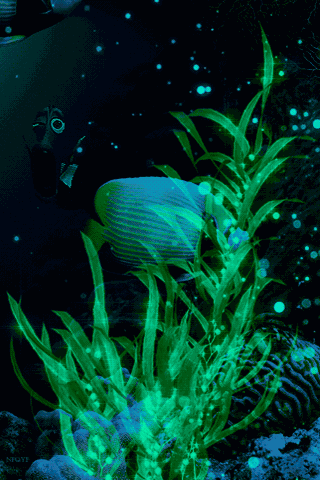 漂亮海底世界 海底奇观!