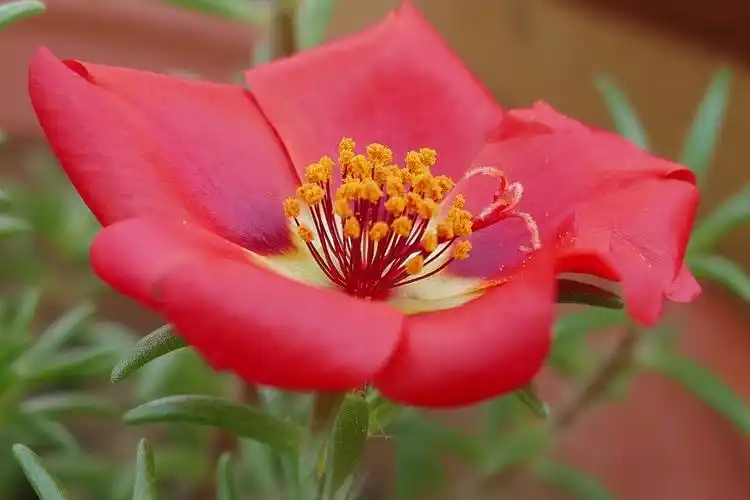 午时花仙客来,好仙气的名字啊象牙红小苍兰绣球花怎么能少了我们童年