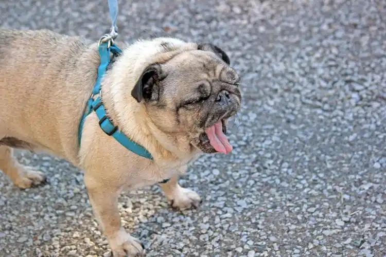 可爱的家养法国斗牛犬,图片,壁纸,动物-桌酷