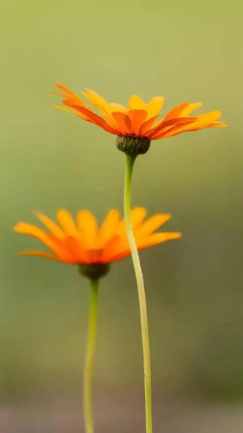 好养眼的唯美清新小花朵_网易订阅