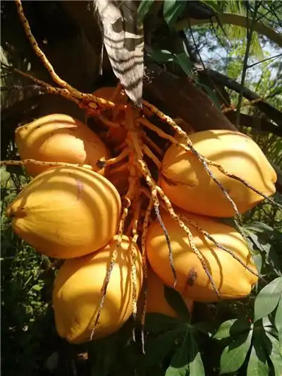 海南泰国金椰子树,对土质要求不高