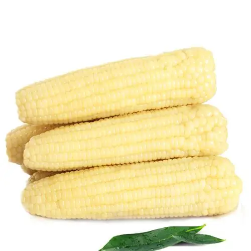 东北甜糯粘玉米棒8根真空非转基因粗粮代餐_热品库_性价比 省钱购