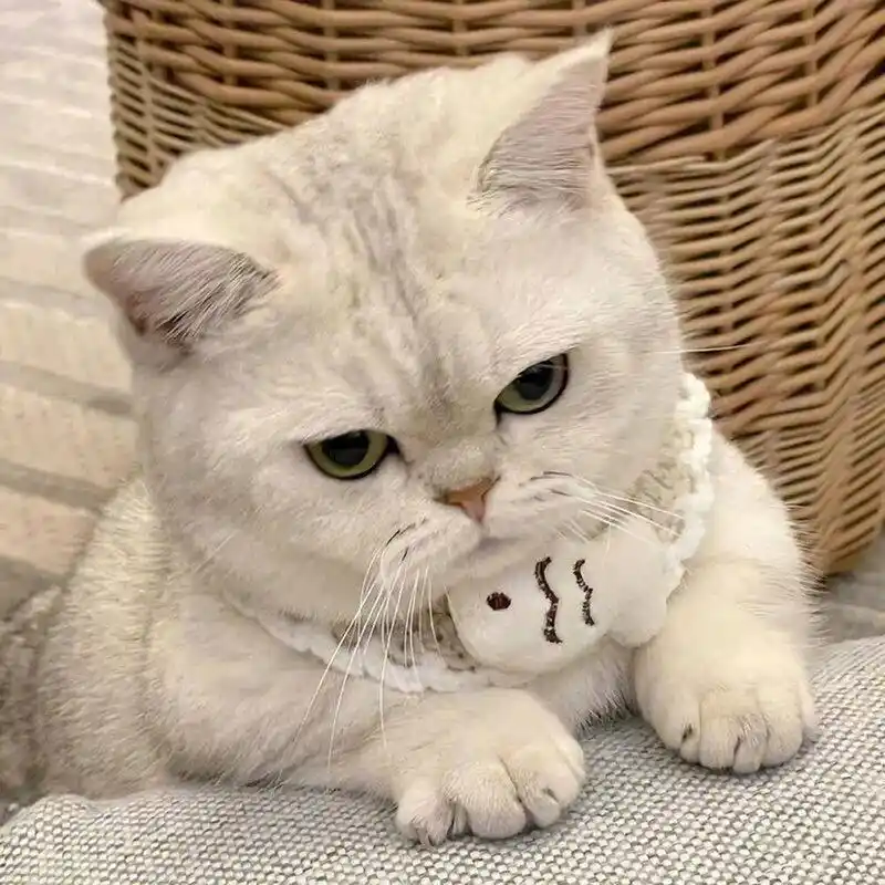 可爱猫咪头像|女生 萌宠微信头像 #情侣网名# #微信头像# #头像