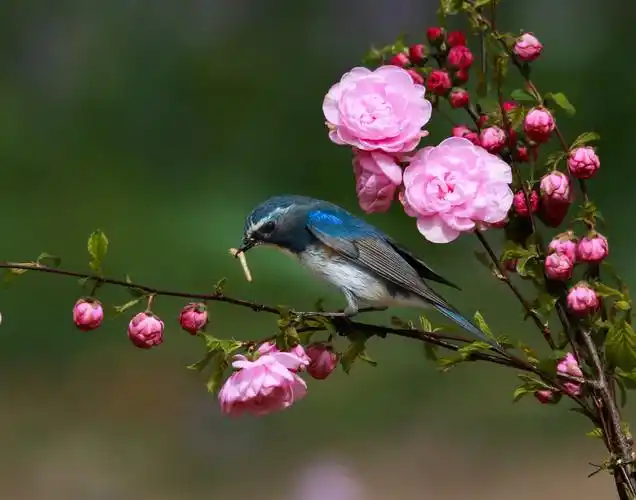 花鸟图～～闹春～～红胁蓝尾鸲