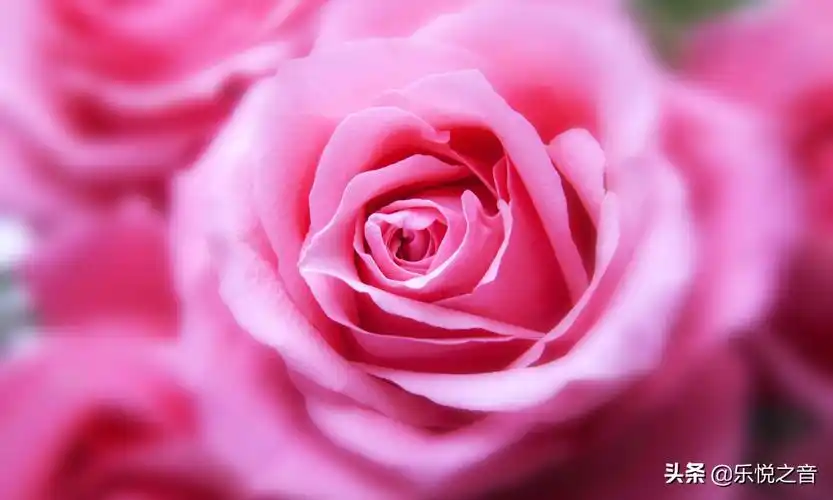 壁纸背景 粉红玫瑰少女心 花卉 摄影 调色
