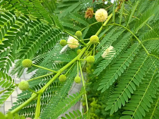 科学网—银合欢中活性成分的提取及应用 - 郑永军的博文