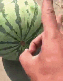 吹弹可破gif西瓜gif熟透gif甜gif