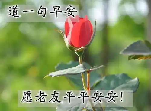 创意好看的朋友早上好问候图片带字精选,免打字早安问候图片带字温馨